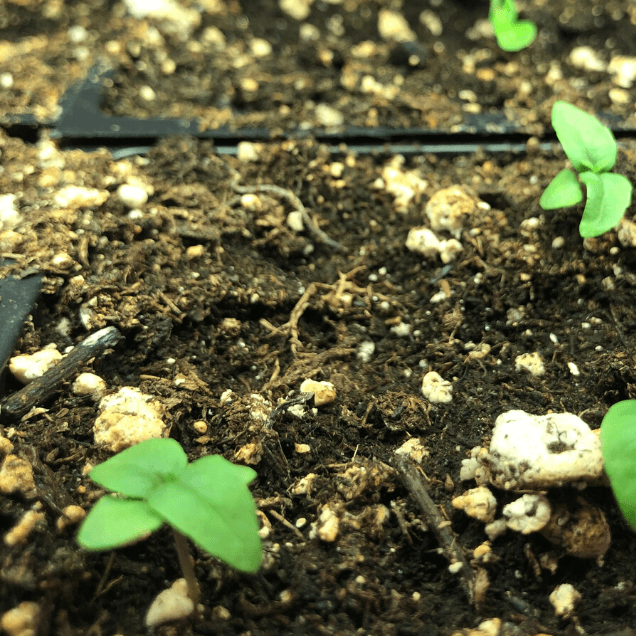 Garden Planning - Healthy Garden Co