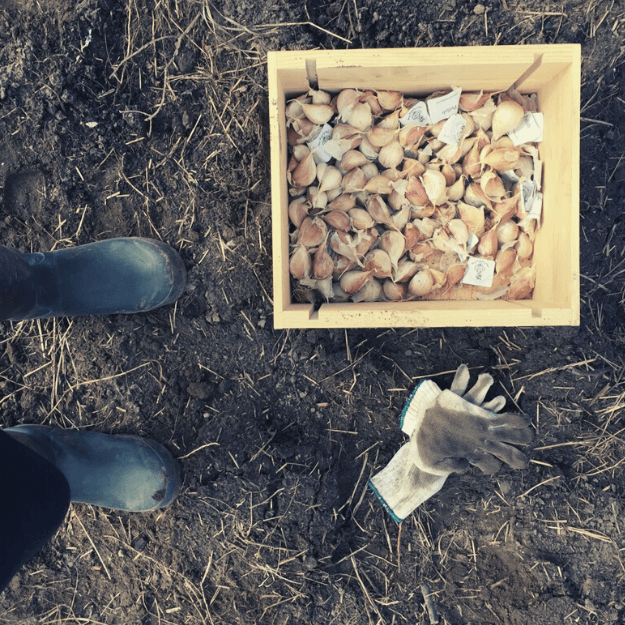 Garden Maintenance - Healthy Garden Co