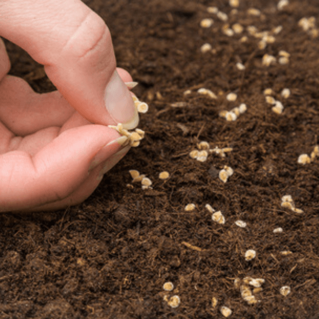 Organic Seedling Garden - Healthy Garden Co