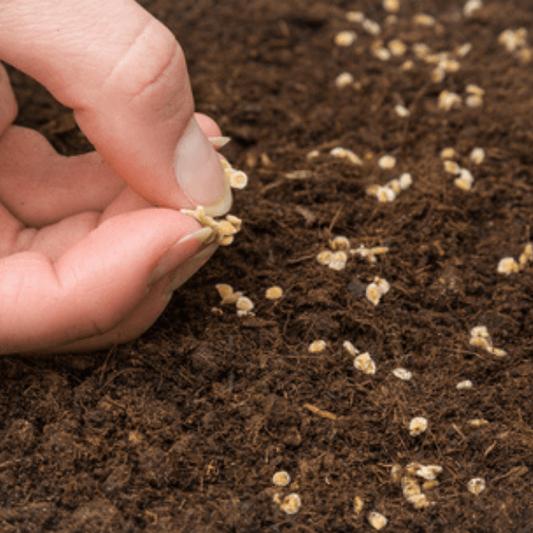 Organic Seedling Garden - Healthy Garden Co