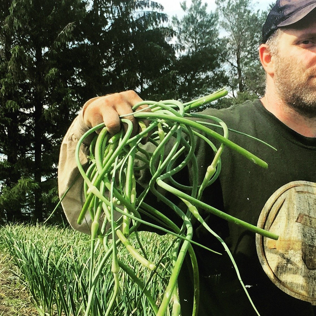 How to Grow and Harvest : Beans | Healthy Garden Co