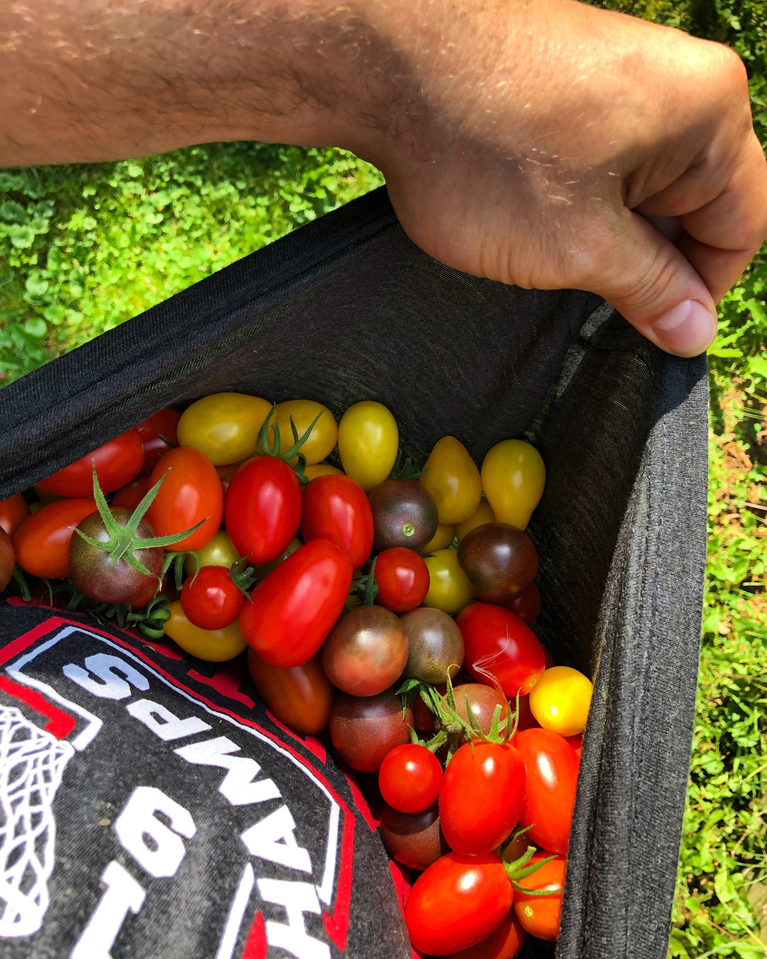 How to Grow and Harvest: Cherry Tomatoes | Healthy Garden Co