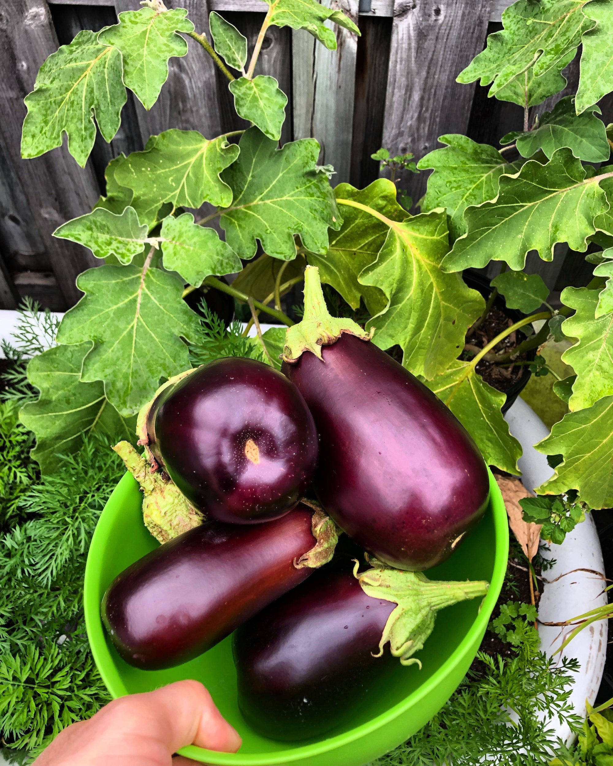 How to Grow and Harvest: Eggplant | Healthy Garden Co