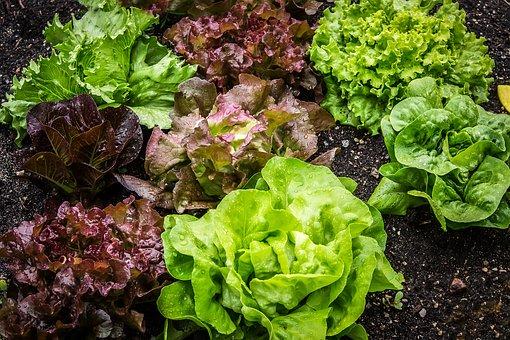 How to Grow and Harvest: Lettuce | Healthy Garden Co