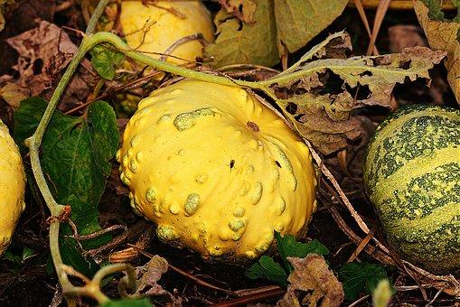 How to Grow and Harvest : Squash | Healthy Garden Co