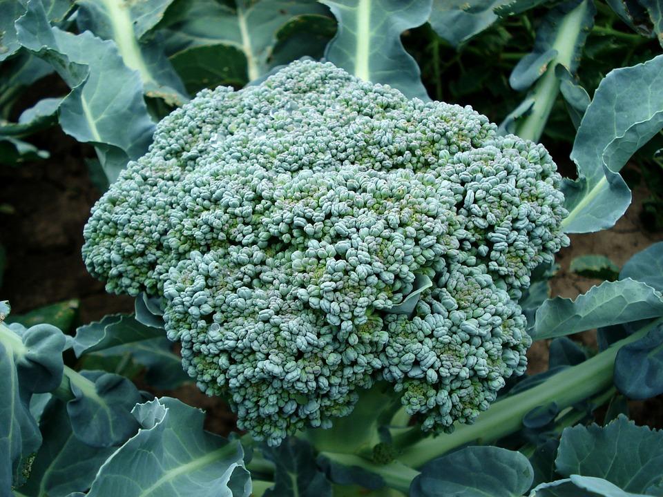 How to Grow & Harvest : Broccoli | Healthy Garden Co