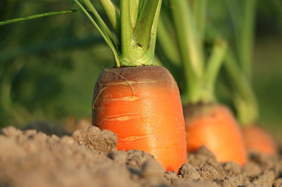 How to Grow & Harvest: Carrots | Healthy Garden Co