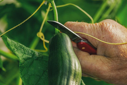 How to Grow & Harvest : Cucumbers | Healthy Garden Co