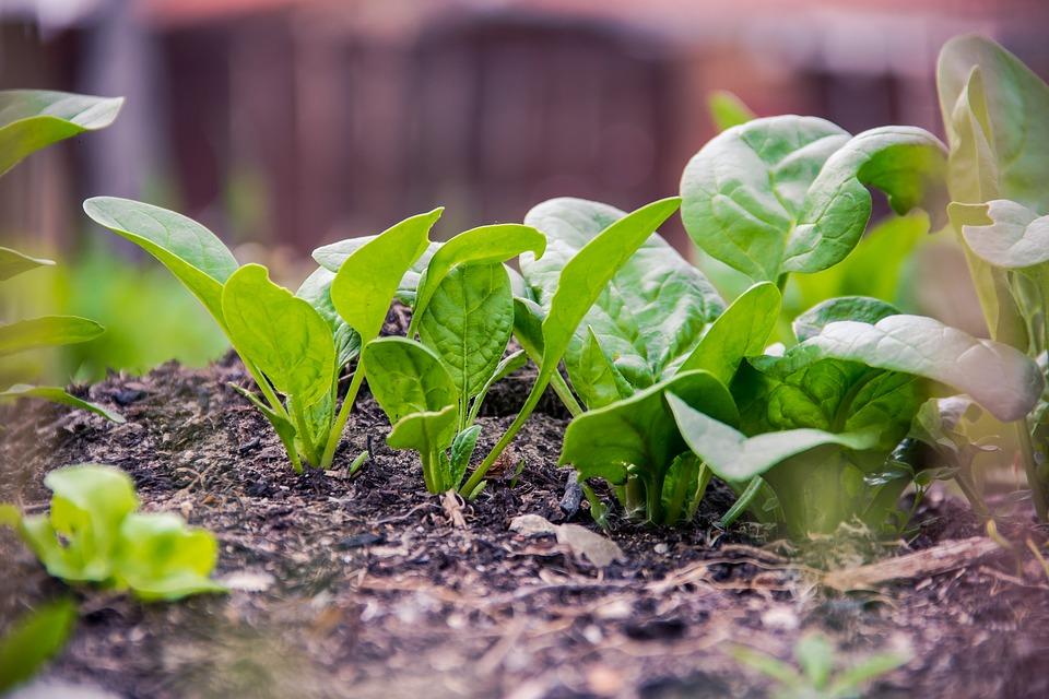 How to Grow & Harvest : Spinach | Healthy Garden Co