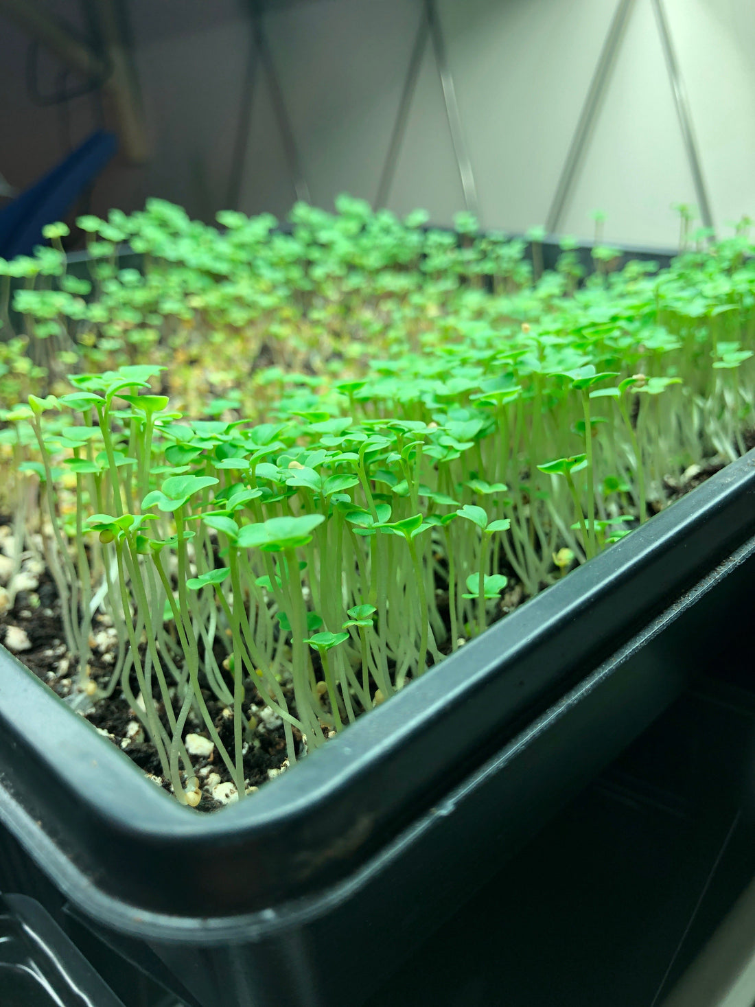 Indoor growing season has started | Healthy Garden Co