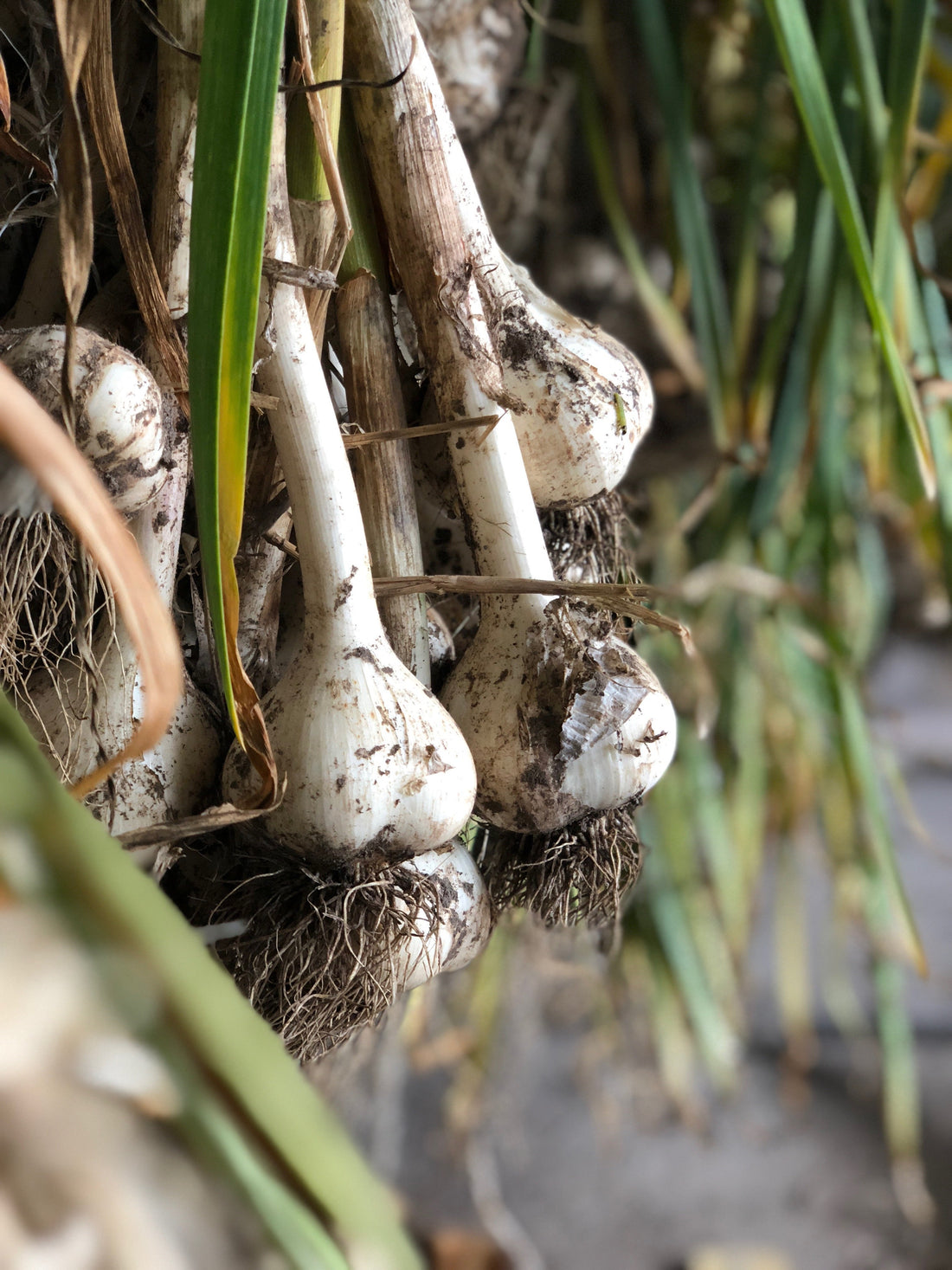 Last Chance for Garden Cleanup and Garlic | Healthy Garden Co