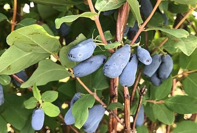 The haskap berry is a growing trend in the Okanagan - will it grow in Ontario? | Healthy Garden Co