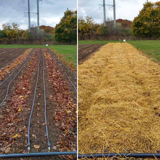 Toronto is getting a new urban farm | Healthy Garden Co