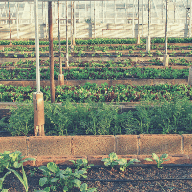 Corporate Installs - Healthy Garden Co