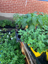 Herbal Tea Garden Garden - Seedling tray - Healthy Garden Co