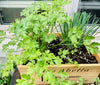 The Veggie Soup Garden - Seedling tray - Healthy Garden Co