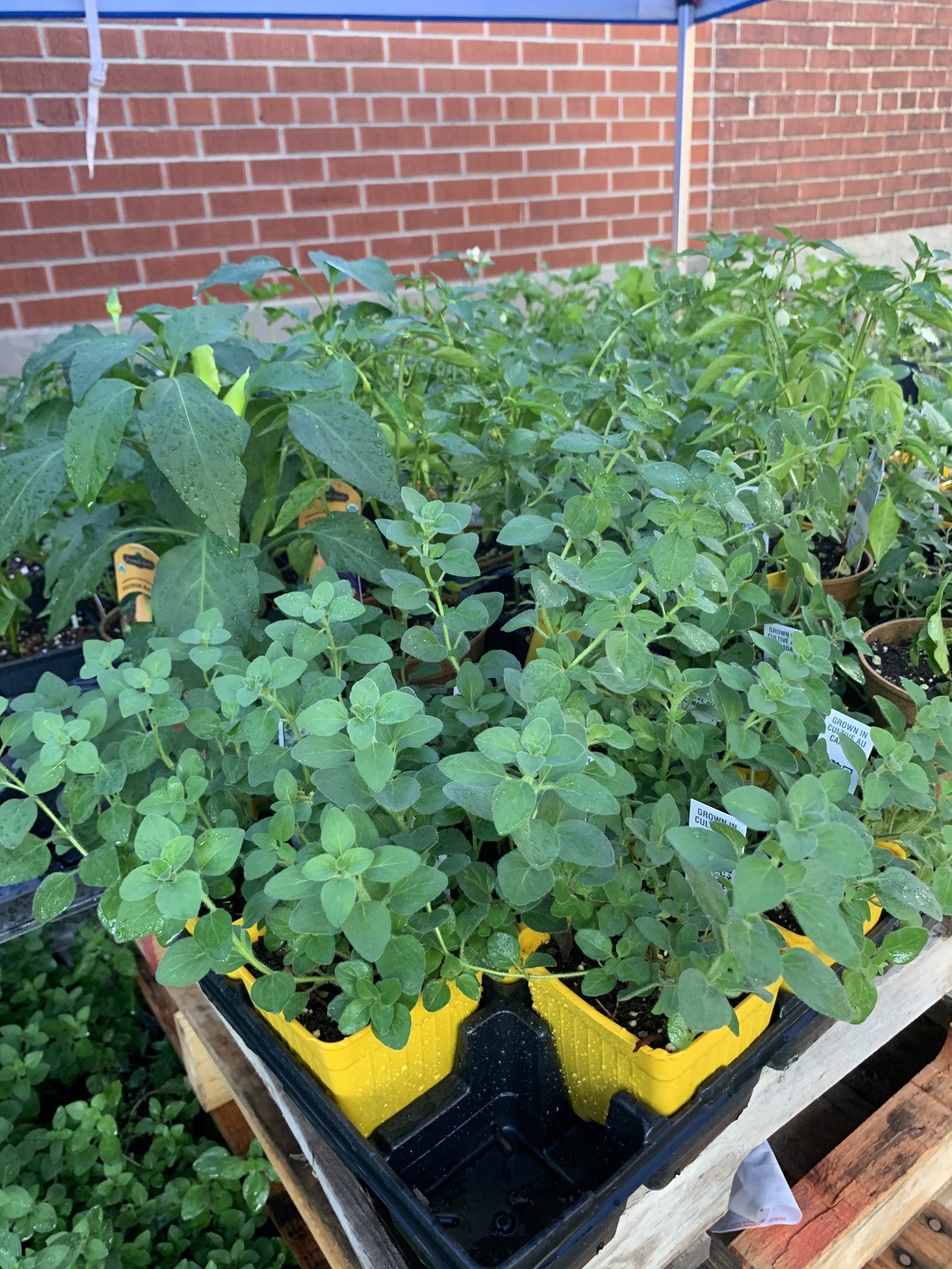 Tomato Sauce Garden - Seedling tray - Healthy Garden Co